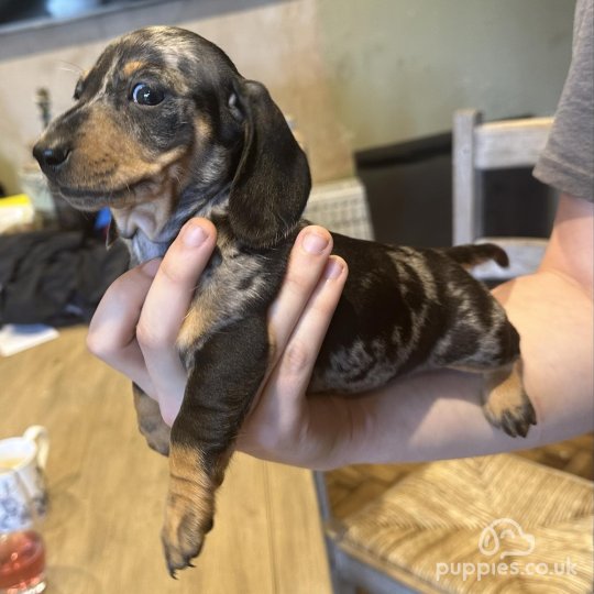 Dachshund (Standard & Miniature) - Both