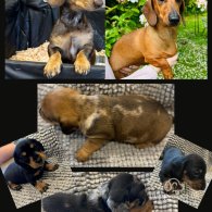 Dachshund (Standard & Miniature) - Both