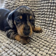 Dachshund (Standard & Miniature) - Both