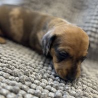 Dachshund (Standard & Miniature) - Both