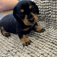 Dachshund (Standard & Miniature) - Both