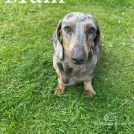 Dachshund (Standard & Miniature) - Both