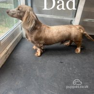 Dachshund (Standard & Miniature) - Both