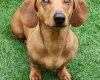 Dachshund (Smooth Haired)