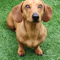 Dachshund (Standard & Miniature)