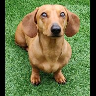 Dachshund (Standard &amp; Miniature)