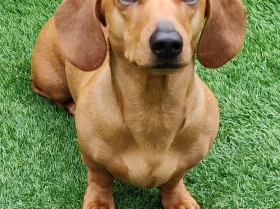 Dachshund (Smooth Haired)