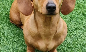 Dachshund (Smooth Haired)