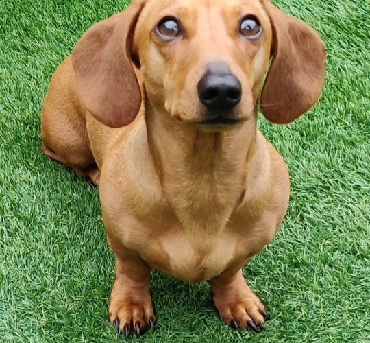 Dachshund (Standard &amp; Miniature)