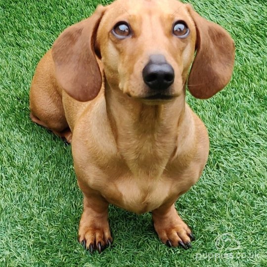 Dachshund (Standard & Miniature)