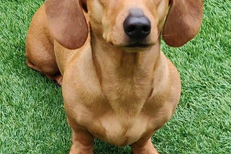 Dachshund (Smooth Haired)