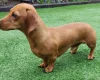 Dachshund (Smooth Haired)
