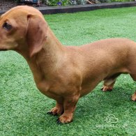 Dachshund (Standard & Miniature)