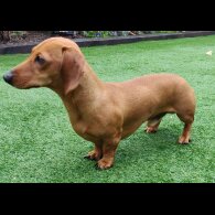 Dachshund (Standard &amp; Miniature)