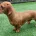 Dachshund (Smooth Haired)