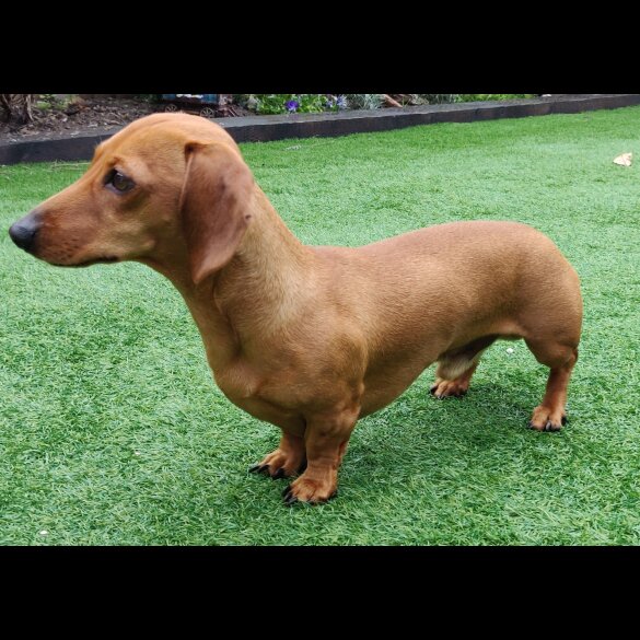 Dachshund (Standard &amp; Miniature)