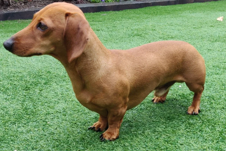 Dachshund (Smooth Haired)