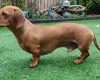 Dachshund (Smooth Haired)