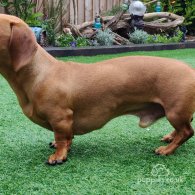 Dachshund (Standard & Miniature)