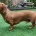 Dachshund (Smooth Haired)