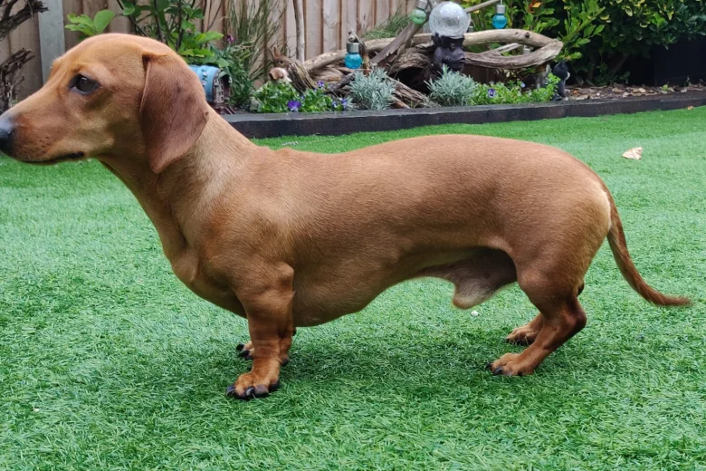Dachshund (Smooth Haired)