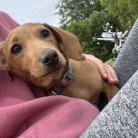 Dachshund (Standard & Miniature) - Both