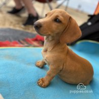 Dachshund (Standard & Miniature) - Both