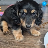 Dachshund (Standard & Miniature) - Both