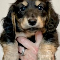 Dachshund (Standard & Miniature) - Both