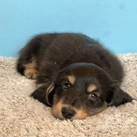 Dachshund (Standard & Miniature) - Both