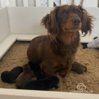 Dachshund (Standard & Miniature) - Both