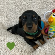 Dachshund (Standard & Miniature) - Both