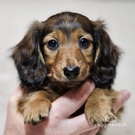 Dachshund (Standard & Miniature) - Both