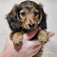 Dachshund (Standard & Miniature) - Both