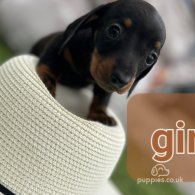 Dachshund (Standard & Miniature) - Both