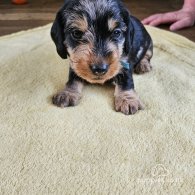 Dachshund (Standard & Miniature) - Both