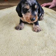 Dachshund (Standard & Miniature) - Both