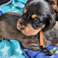 Dachshund (Standard & Miniature) - Both