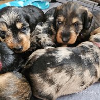 Dachshund (Standard & Miniature) - Both