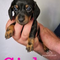 Dachshund (Standard & Miniature) - Both