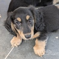 Dachshund (Standard & Miniature) - Both