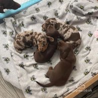 Dachshund (Standard & Miniature) - Both