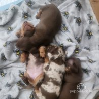 Dachshund (Standard & Miniature) - Both