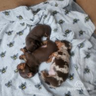 Dachshund (Standard & Miniature) - Both