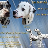 Dalmatian - Both