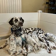 Dalmatian - Both