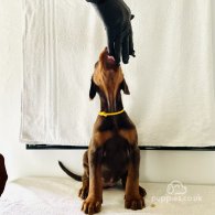 Doberman - Both