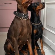 Doberman - Both