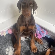 Doberman - Both