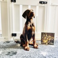 Doberman - Both